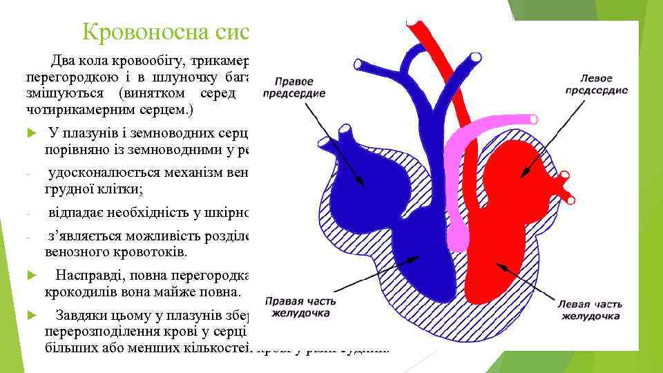 Кровоносна система Плазунів Два кола кровообігу, трикамерне серце з неповною перегородкою і в шлуночку