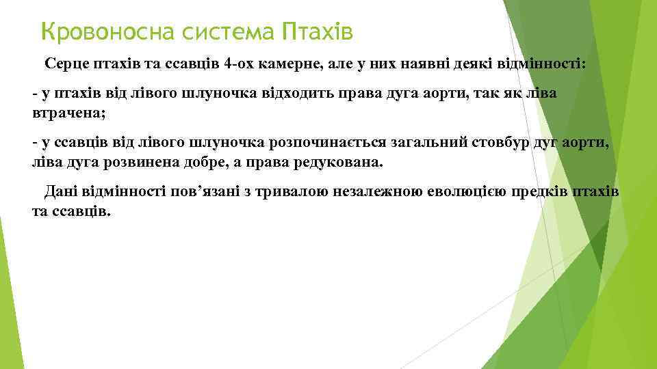 Кровоносна система Птахів Серце птахів та ссавців 4 -ох камерне, але у них наявні