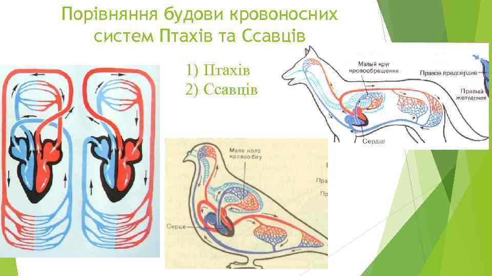 Порівняння будови кровоносних систем Птахів та Ссавців 1) Птахів 2) Ссавців 