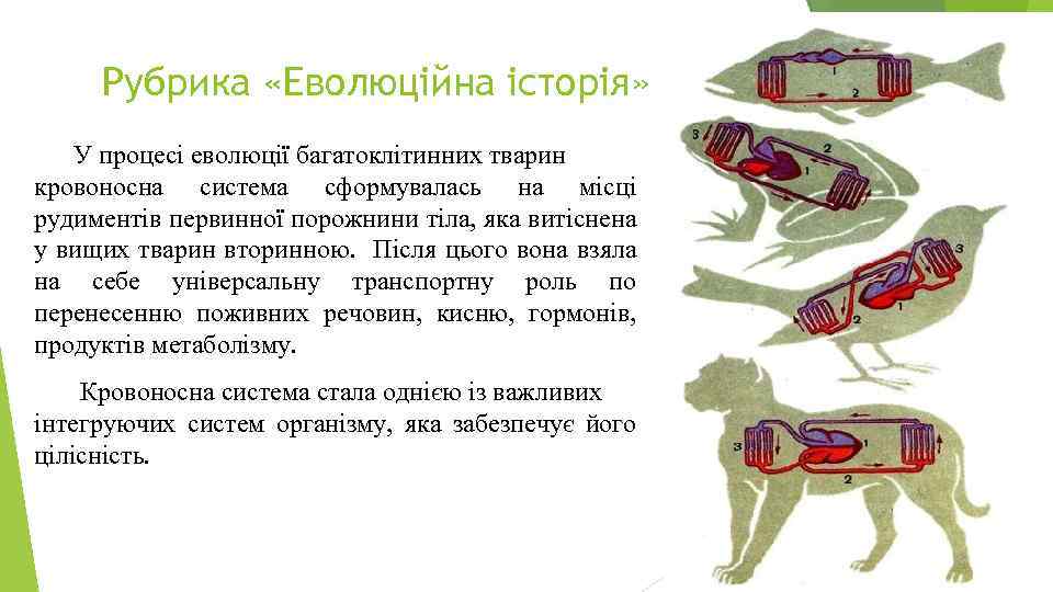 Рубрика «Еволюційна історія» У процесі еволюції багатоклітинних тварин кровоносна система сформувалась на місці рудиментів