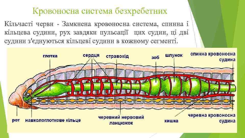 Кровоносна система безхребетних Кільчасті черви - Замкнена кровоносна система, спинна і кільцева судини, рух