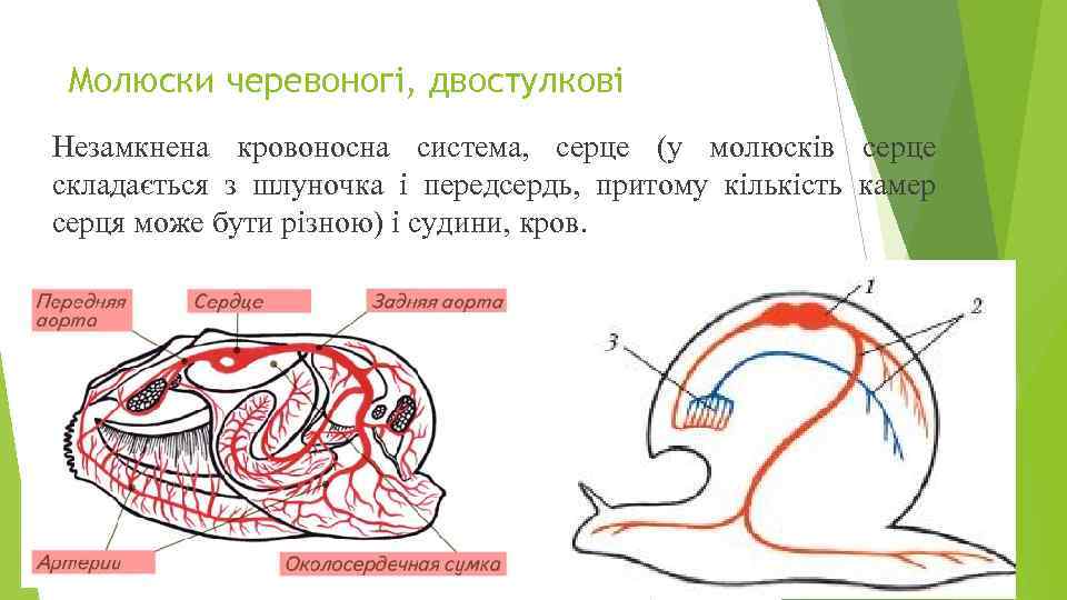 Молюски черевоногі, двостулкові Незамкнена кровоносна система, серце (у молюсків серце складається з шлуночка і