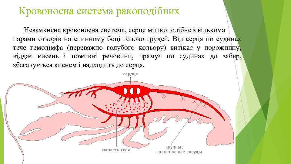 Кровоносна система ракоподібних Незамкнена кровоносна система, серце мішкоподібне з кількома парами отворів на спинному