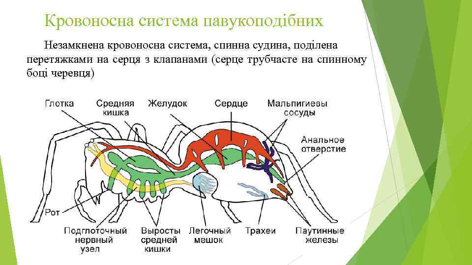 Кровоносна система павукоподібних Незамкнена кровоносна система, спинна судина, поділена перетяжками на серця з клапанами