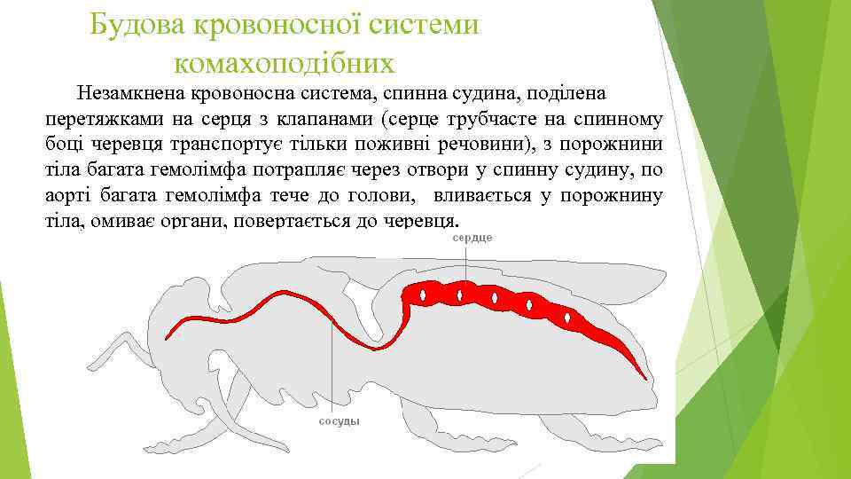 Будова кровоносної системи комахоподібних Незамкнена кровоносна система, спинна судина, поділена перетяжками на серця з