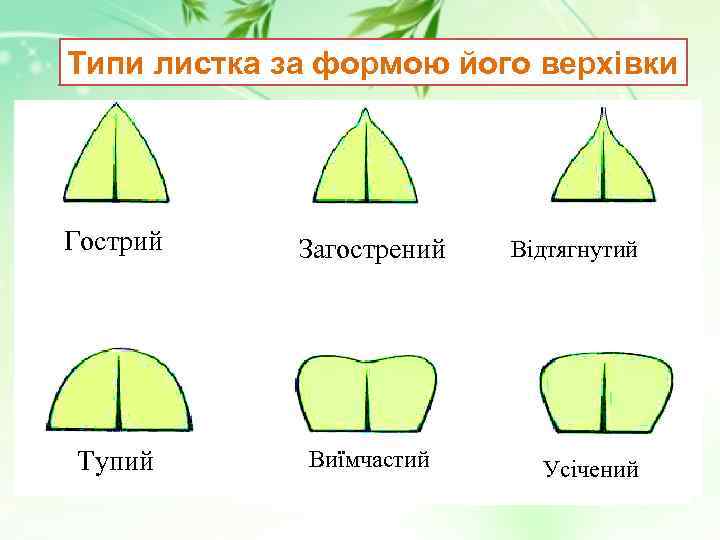 Типи листка за формою його верхівки Гострий Загострений Тупий Виїмчастий Відтягнутий Усічений 