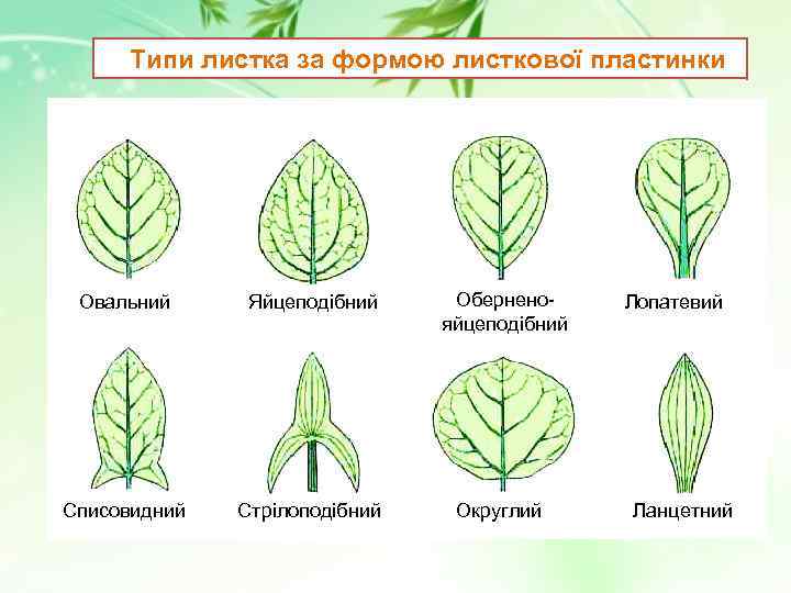 Типи листка за формою листкової пластинки Овальний Яйцеподібний Оберненояйцеподібний Списовидний Стрілоподібний Округлий Лопатевий Ланцетний