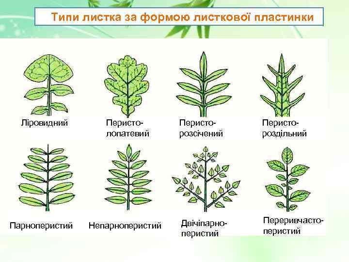 Типи листка за формою листкової пластинки Ліровидний Парноперистий Перистолопатевий Непарноперистий Перисторозсічений Перистороздільний Двічіпарноперистий Переривчастоперистий