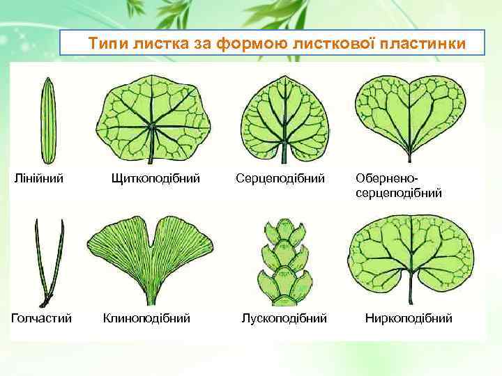 Типи листка за формою листкової пластинки Лінійний Голчастий Щиткоподібний Клиноподібний Серцеподібний Лускоподібний Оберненосерцеподібний Ниркоподібний