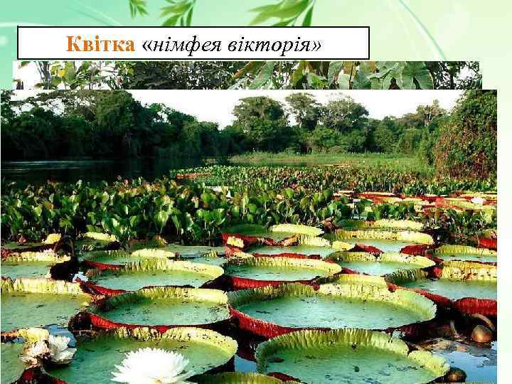 Квітка «німфея вікторія» 