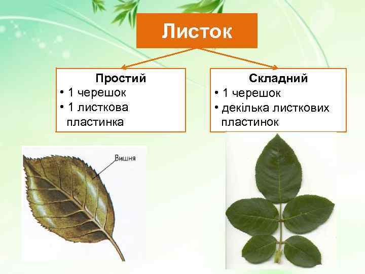 Листок Простий • 1 черешок • 1 листкова пластинка Складний • 1 черешок •