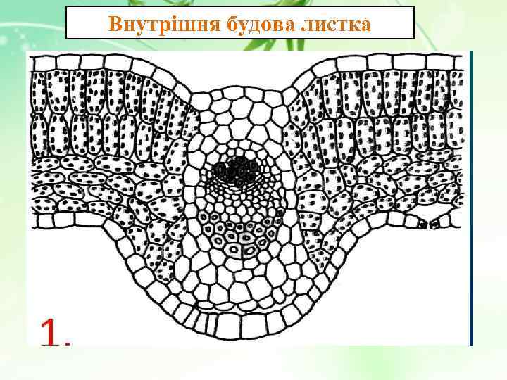 Внутрішня будова листка 