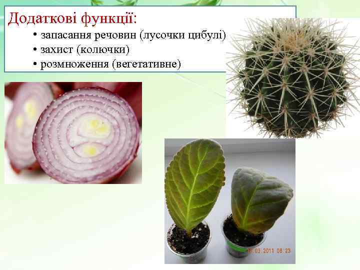 Додаткові функції: • запасання речовин (лусочки цибулі) • захист (колючки) • розмноження (вегетативне) 