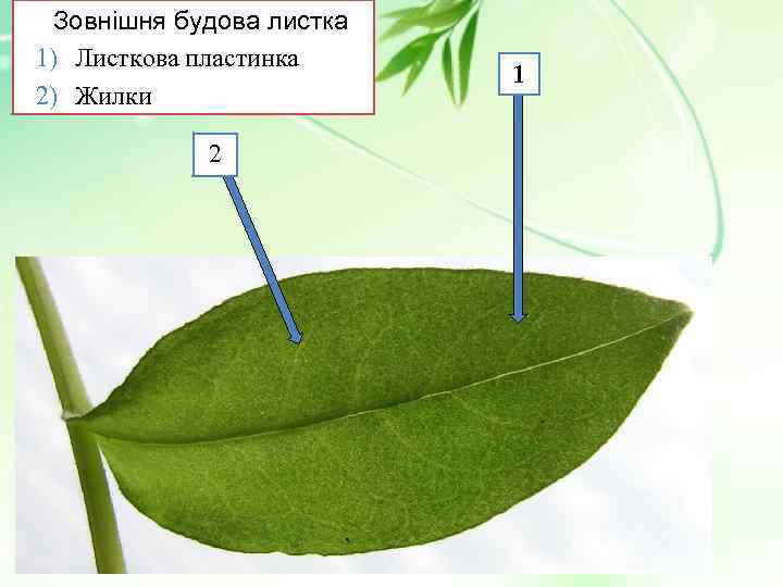 Зовнішня будова листка 1) Листкова пластинка 2) Жилки 2 1 