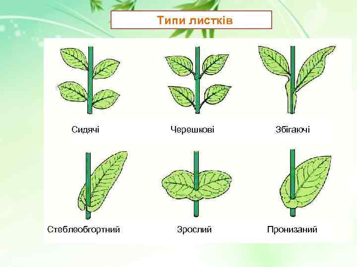 Типи листків Сидячі Стеблеобгортний Черешкові Зрослий Збігаючі Пронизаний 