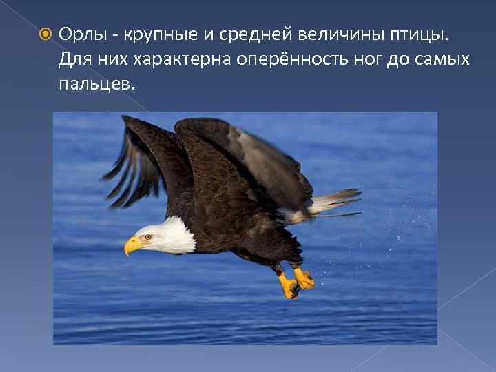  Орлы - крупные и средней величины птицы. Для них характерна оперённость ног до