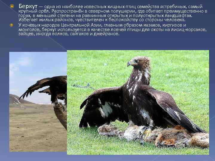  Беркут — одна из наиболее известных хищных птиц семейства ястребиных, самый крупный орёл.