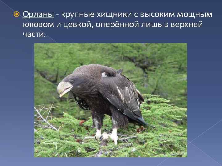  Орланы - крупные хищники с высоким мощным клювом и цевкой, оперённой лишь в