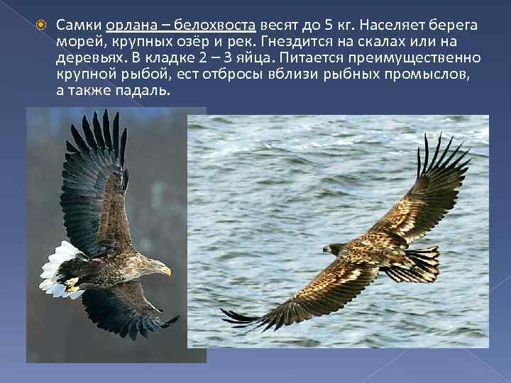  Самки орлана – белохвоста весят до 5 кг. Населяет берега морей, крупных озёр