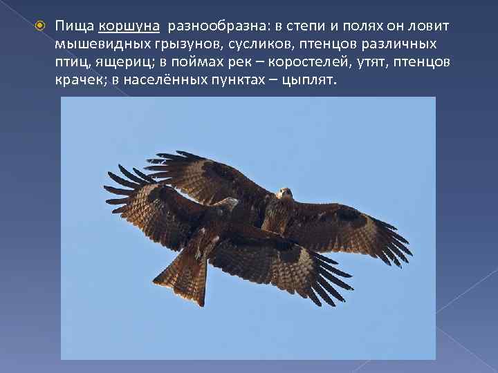  Пища коршуна разнообразна: в степи и полях он ловит мышевидных грызунов, сусликов, птенцов