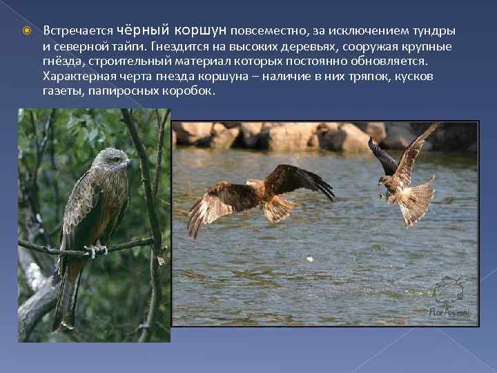  Встречается чёрный коршун повсеместно, за исключением тундры и северной тайги. Гнездится на высоких