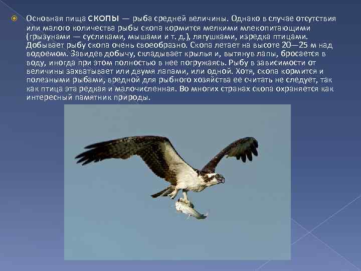  Основная пища скопы — рыба средней величины. Однако в случае отсутствия или малого