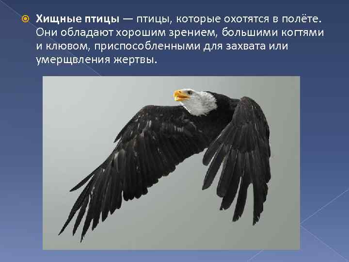  Хищные птицы — птицы, которые охотятся в полёте. Они обладают хорошим зрением, большими