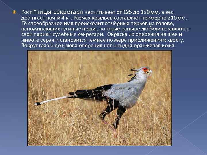 Рост птицы-секретаря насчитывает от 125 до 150 мм, а вес достигает почти 4