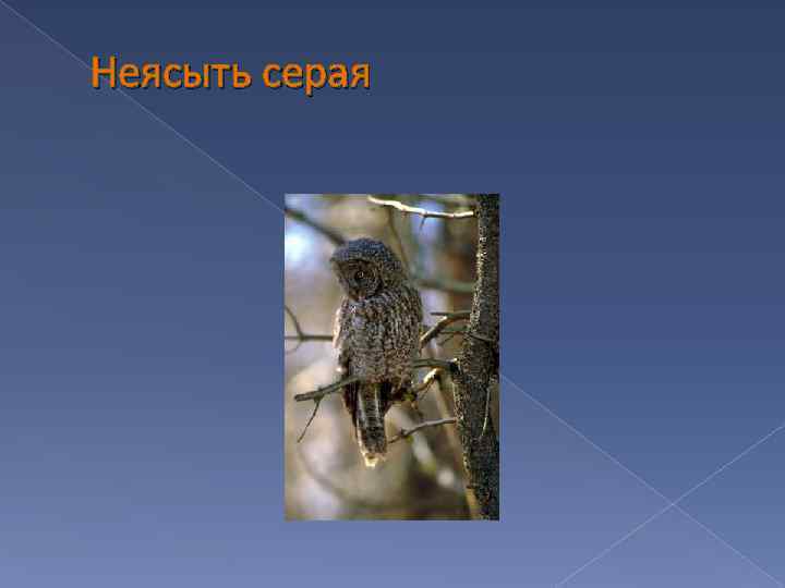 Неясыть серая 