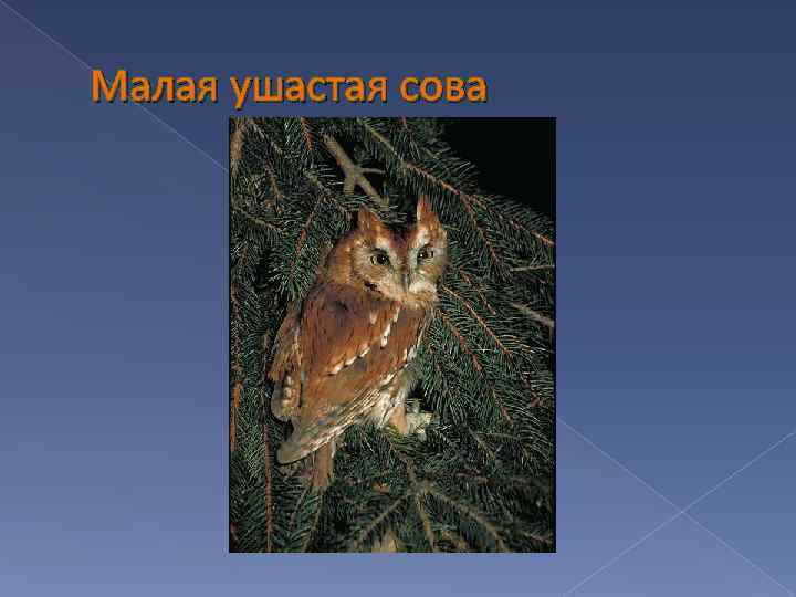 Малая ушастая сова 