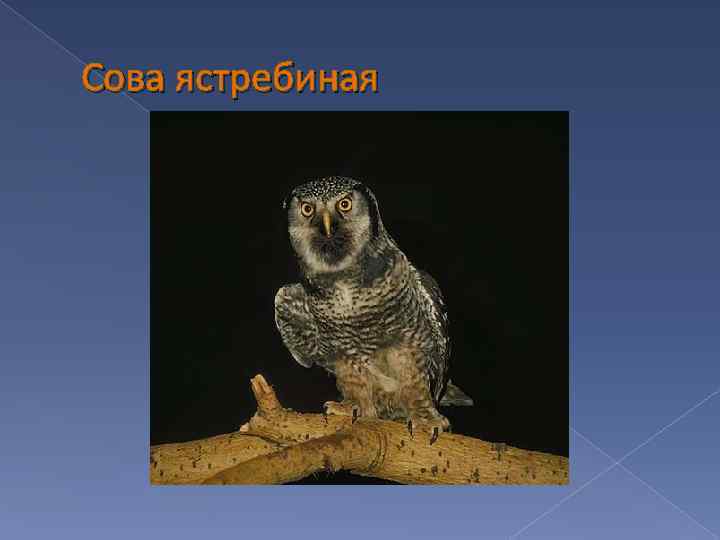 Сова ястребиная 