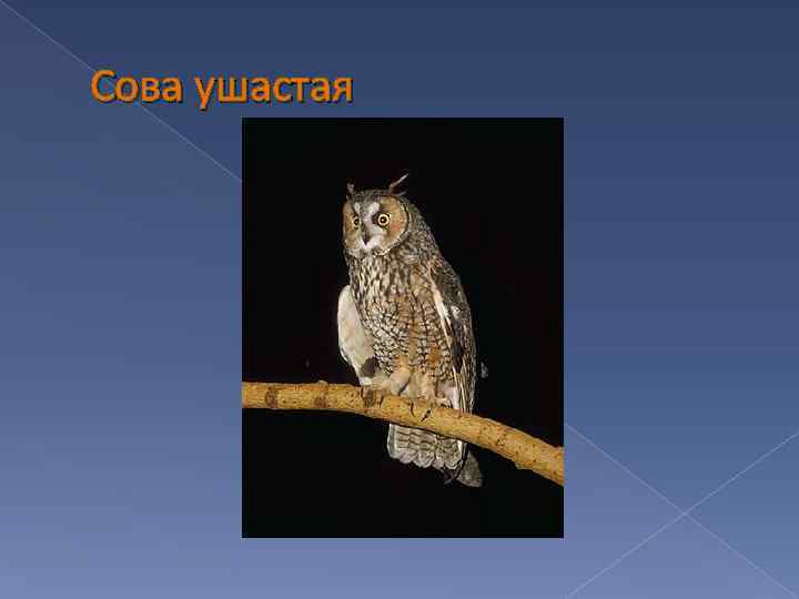 Сова ушастая 