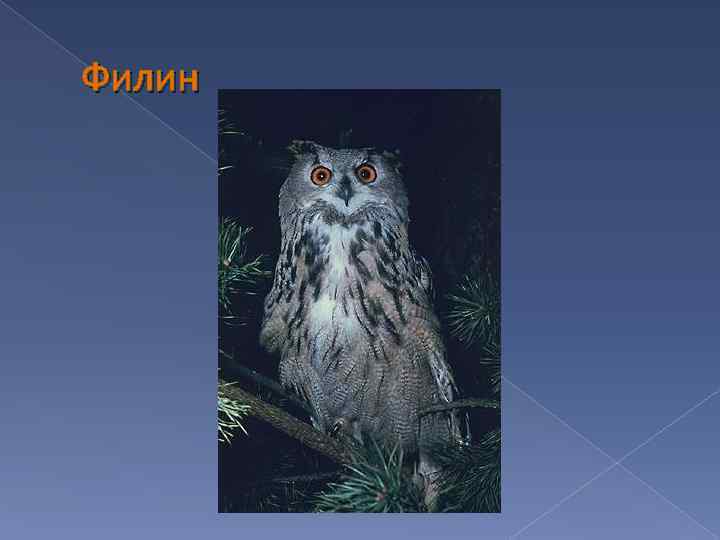 Филин 