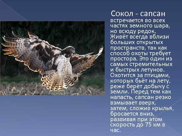  Сокол - сапсан встречается во всех частях земного шара, но всюду редок. Живёт