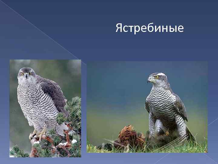 Ястребиные 