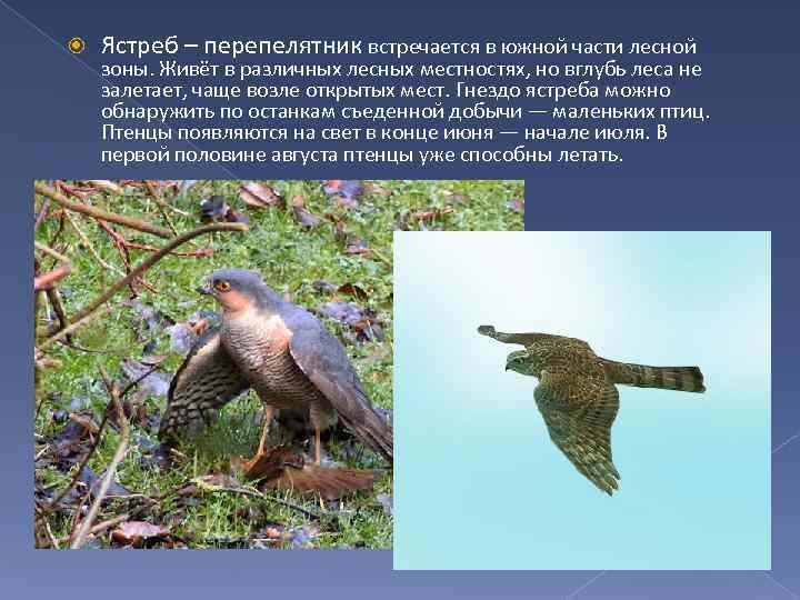  Ястреб – перепелятник встречается в южной части лесной зоны. Живёт в различных лесных