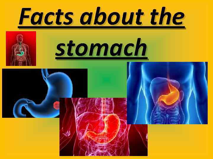 Facts about the stomach The human stomach