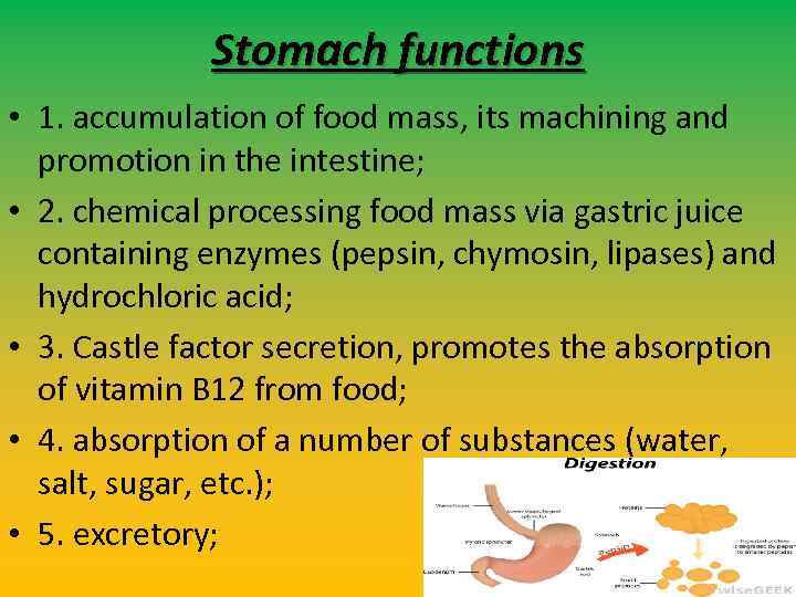 Stomach functions • 1. accumulation of food mass, its machining and promotion in the