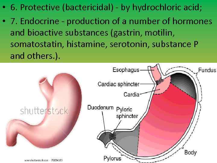  • 6. Protective (bactericidal) - by hydrochloric acid; • 7. Endocrine - production