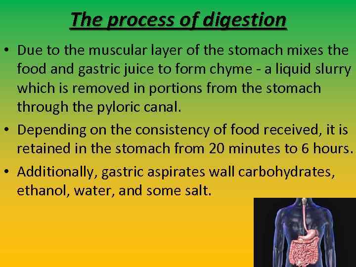 The process of digestion • Due to the muscular layer of the stomach mixes