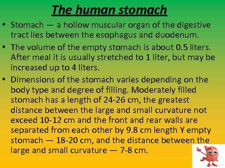 The human stomach • Stomach — a hollow muscular organ of the digestive tract