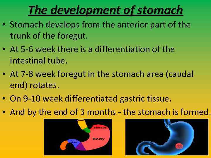 The development of stomach • Stomach develops from the anterior part of the trunk