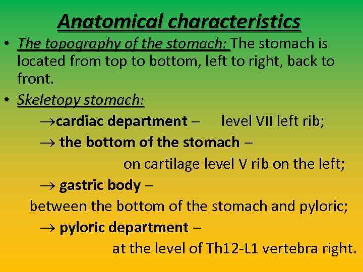 Anatomical characteristics • The topography of the stomach: The stomach is located from top