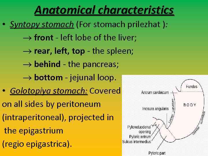 Anatomical characteristics • Syntopy stomach (For stomach prilezhat ): front - left lobe of