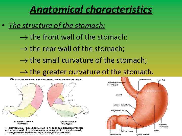 Anatomical characteristics • The structure of the stomach: the front wall of the stomach;