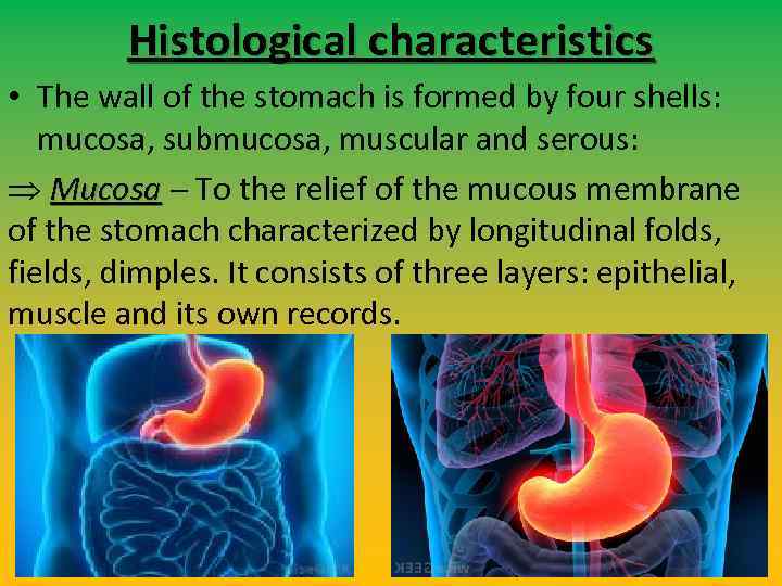 Histological characteristics • The wall of the stomach is formed by four shells: mucosa,