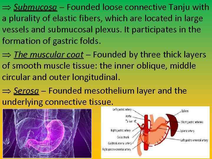  Submucosa Founded loose connective Tanju with a plurality of elastic fibers, which are