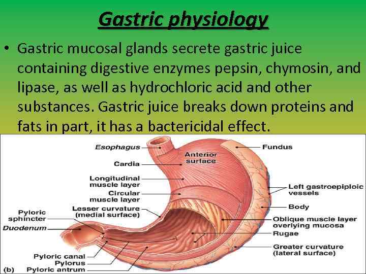 Gastric physiology • Gastric mucosal glands secrete gastric juice containing digestive enzymes pepsin, chymosin,