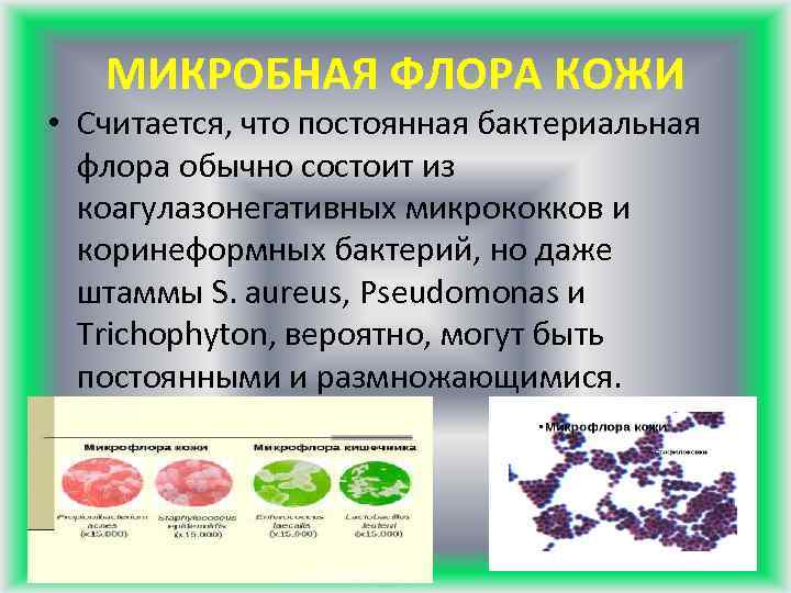 МИКРОБНАЯ ФЛОРА КОЖИ • Считается, что постоянная бактериальная флора обычно состоит из коагулазонегативных микрококков