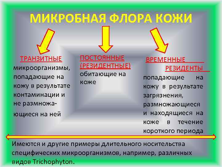 МИКРОБНАЯ ФЛОРА КОЖИ ТРАНЗИТНЫЕ микроорганизмы, попадающие на кожу в результате контаминации и не размножающиеся